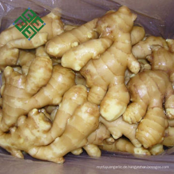 chinesischer frischer Ingwer 150g Produkte bulk frischer Ingwer